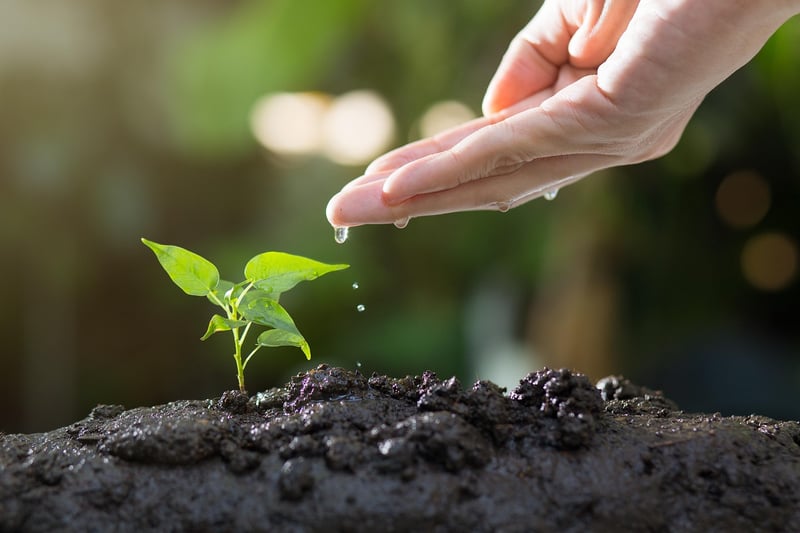 Secret Garden Nurturing